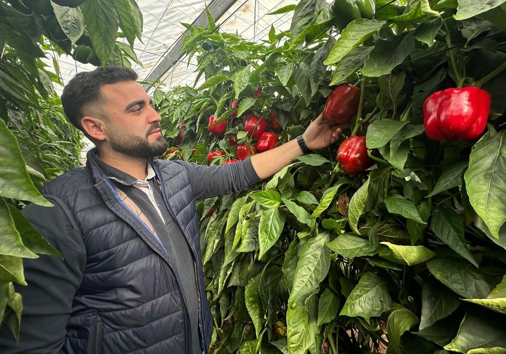Berja acoge las jornadas de Vilmorin-Mikado con su variedad de California rojo Ingenyo F1 como protagonista