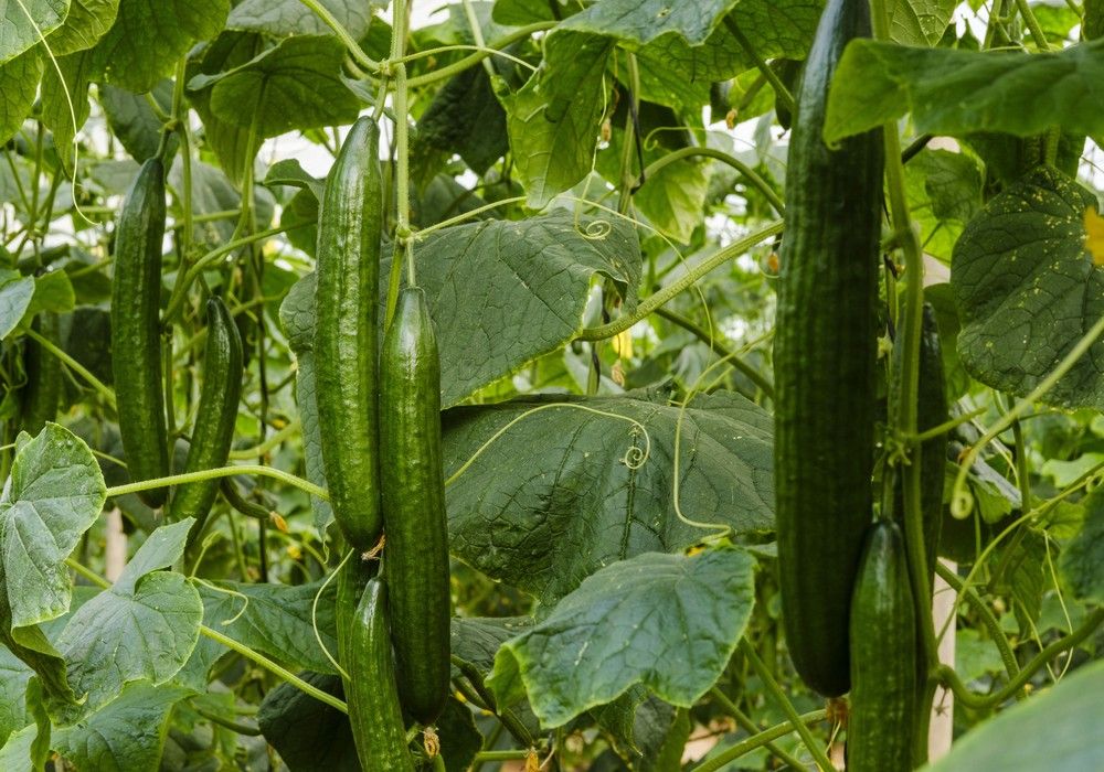 Belako completa el catálogo de pepino holandés de Sakata