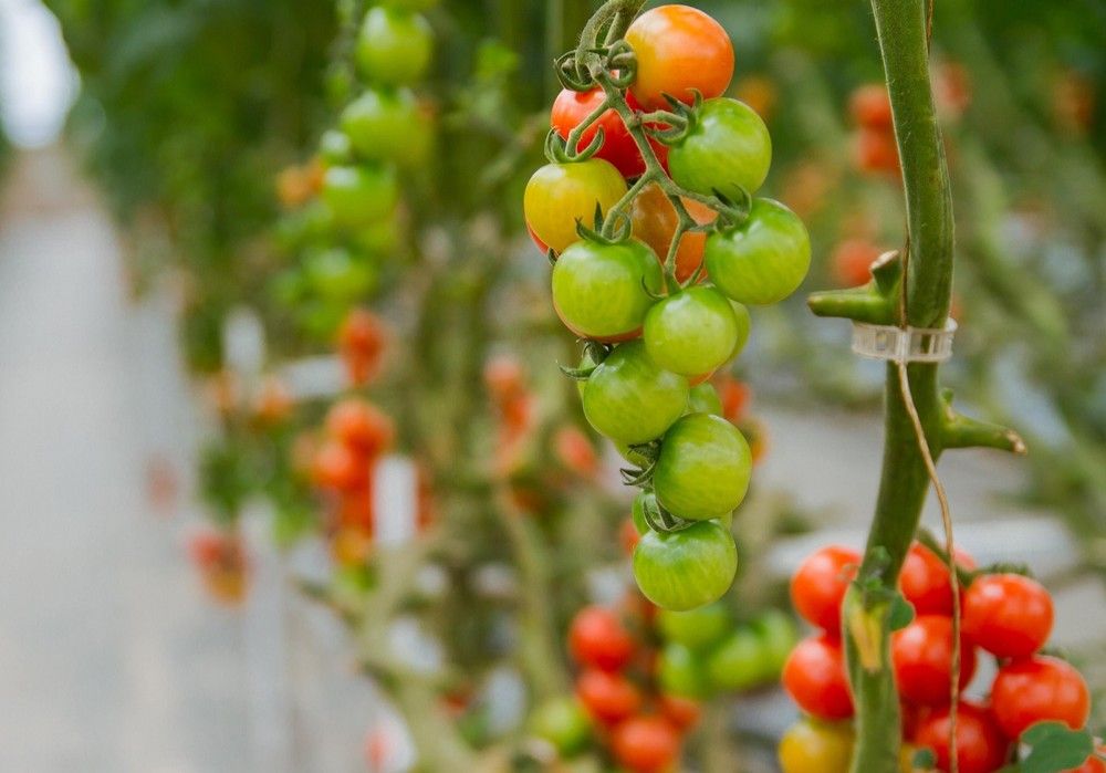 INTERECO insta al Ministerio de Agricultura a  dar la cara por el sector ecológico español