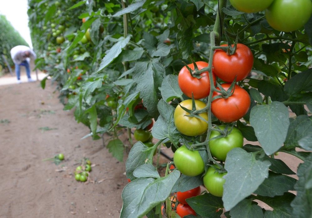 La Junta invitará por carta al Gobierno francés y a Ségolène Royal a conocer las producciones ecológicas andaluzas