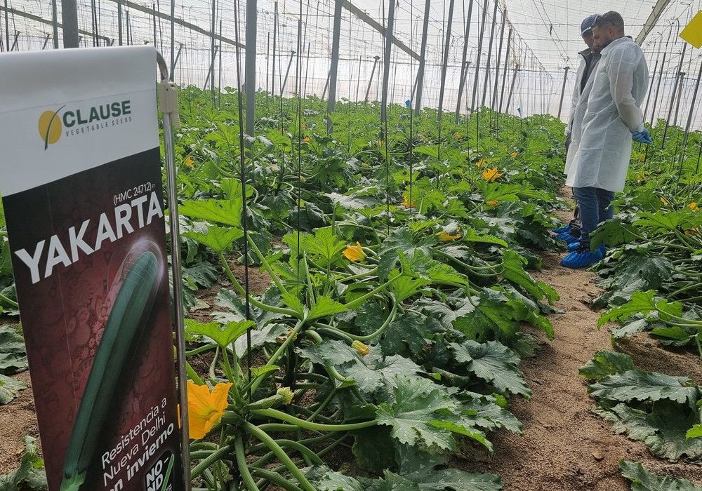 HM.CLAUSE completa su gama NO-ND con el calabacín para invierno Yakarta