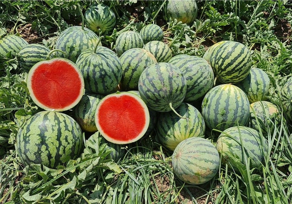 Origene Seeds presenta su línea de productos innovadores y revolucionarios