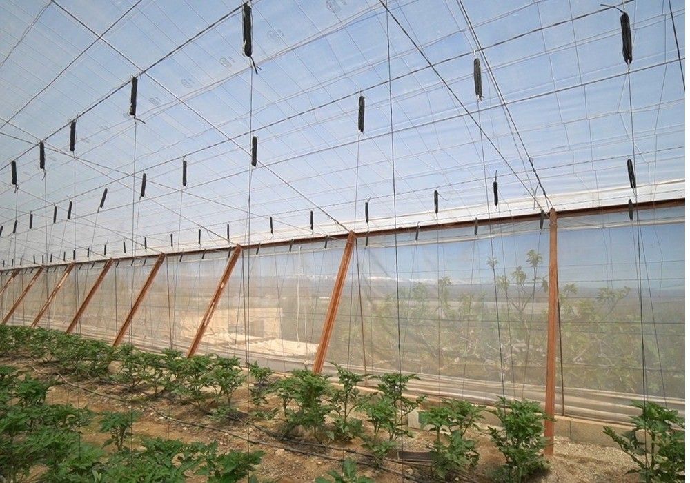 Las cubiertas de Ginegar, valor  seguro en una agricultura cada  vez más sostenible e innovadora