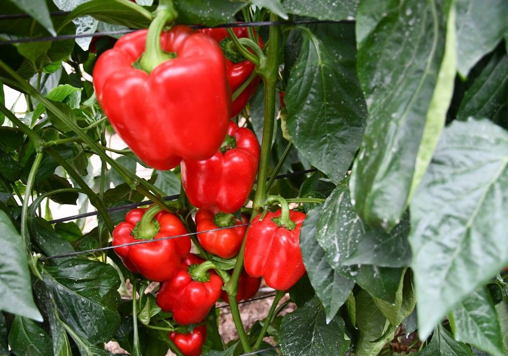 Arkos, una variedad pensada para toda la cadena de alimentación