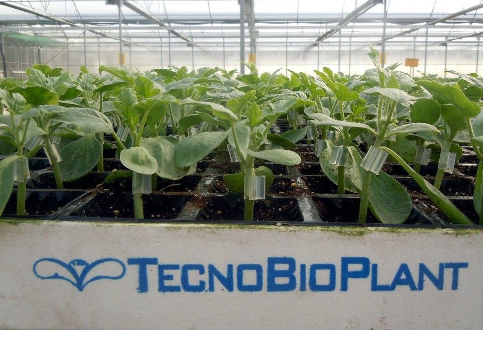 Calidad y excelencia definen el trabajo realizado en Tecnobioplant