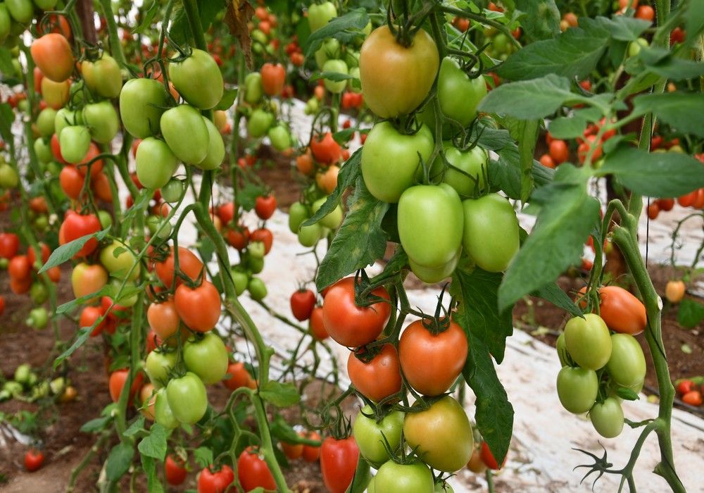 Precocidad, calidad y adaptabilidad:  las claves del éxito de Arondir