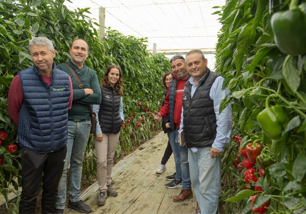 CapGen Seeds se mantiene en la carrera por el pimiento tardío en Almería con Gaudí