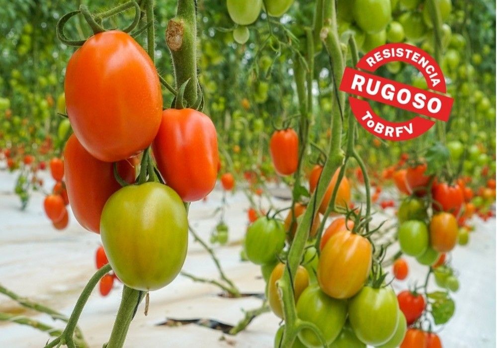 BASF | Nunhems® lleva al corazón de Europa su catálogo de tomate contra el ToBRFV