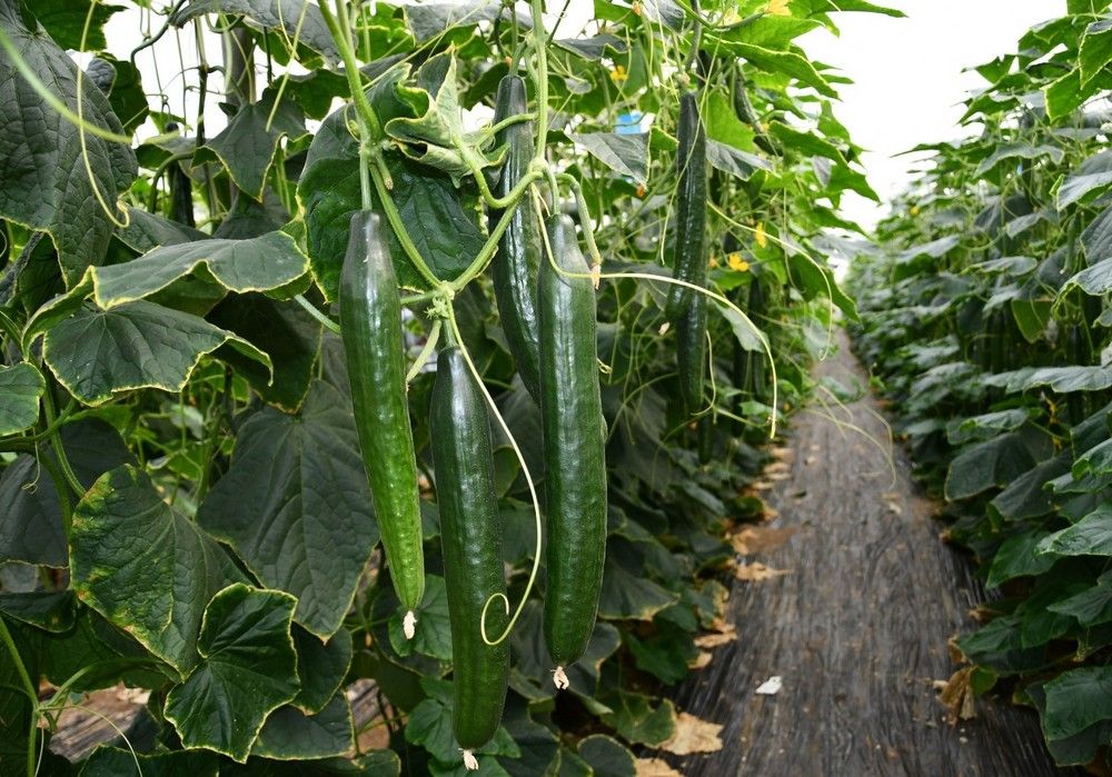 Calidad, kilos y resistencias se aúnan en Bazán, el pepino Almería para tardío de Sur Seeds