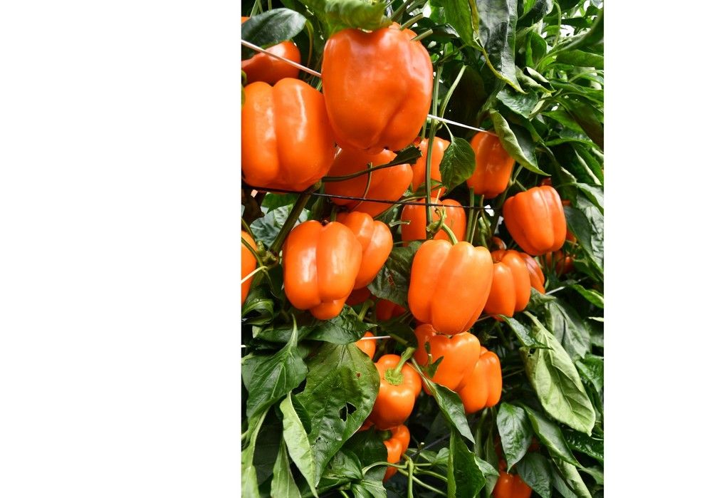 Fiera y Tigre amplían el catálogo de California naranja tardío de Sur Seeds