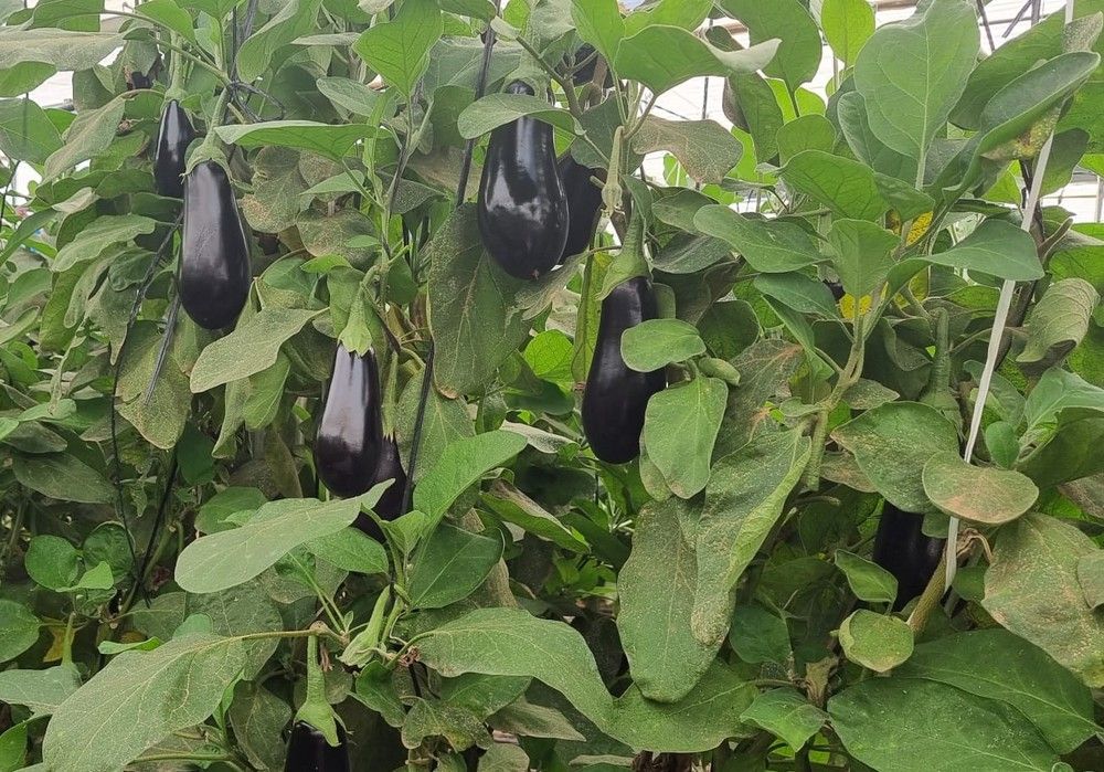 HORTYFRUTA activa de nuevo la Extensión de Norma de Calidad para berenjena