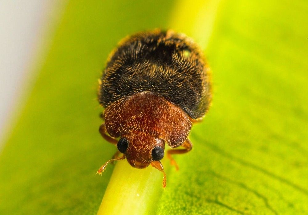 Rhyzobug, el enemigo natural de Koppert listo para controlar plagas de diaspinos
