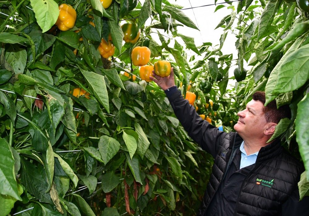 Urca, el California amarillo tardío de Sur Seeds que garantiza producción y frutos de calidad en las copas