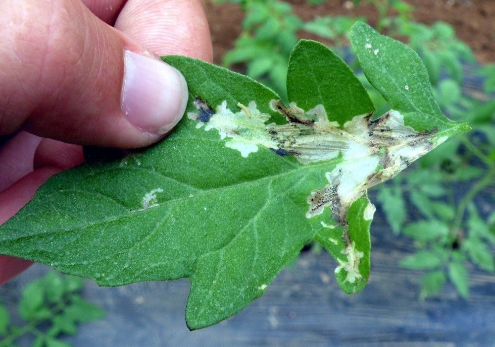 Reforzar las dosis de Nesi para ganar la batalla a la Tuta en tomate