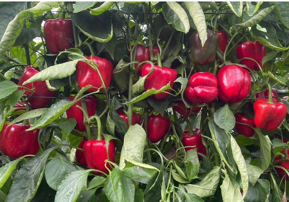 Ariete y Alabarda de Sur Seeds, los California rojos que arrojan altas producciones y calidad en invierno