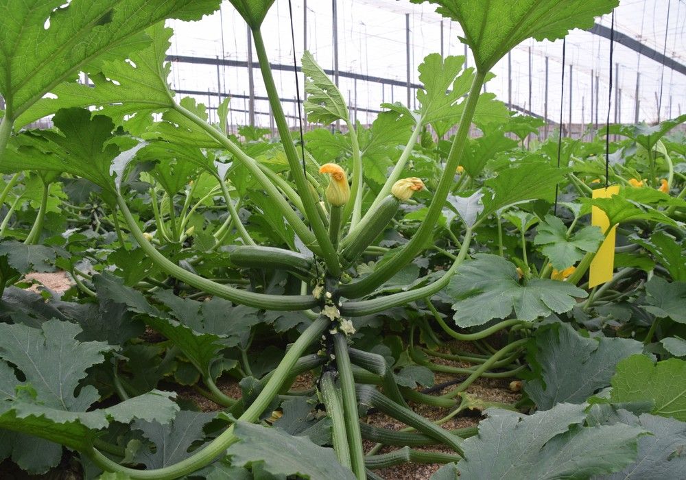 La gama ‘ND protected’ de Syngenta  ya engloba cinco calabacines