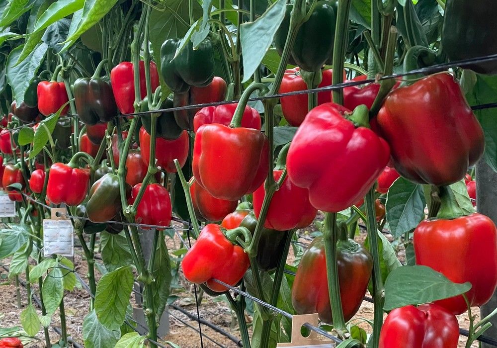 Harmoniz logra la excelencia en pimiento California con Bernabel y Bonáyar