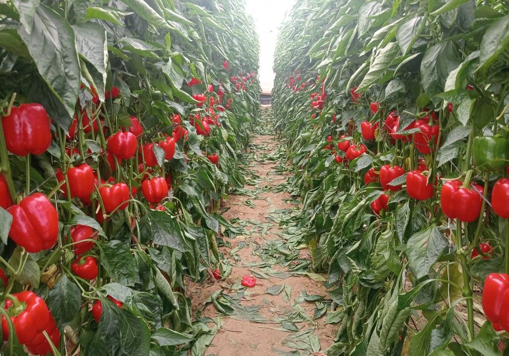 Los ‘renpimientos’ de Top Seeds siguen dando la cara y cosechando éxitos