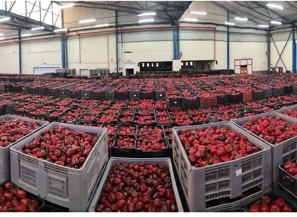 Grupo Agroponiente creció en volumen al 40% en febrero acumulando un aumento del 9% en lo que va de campaña