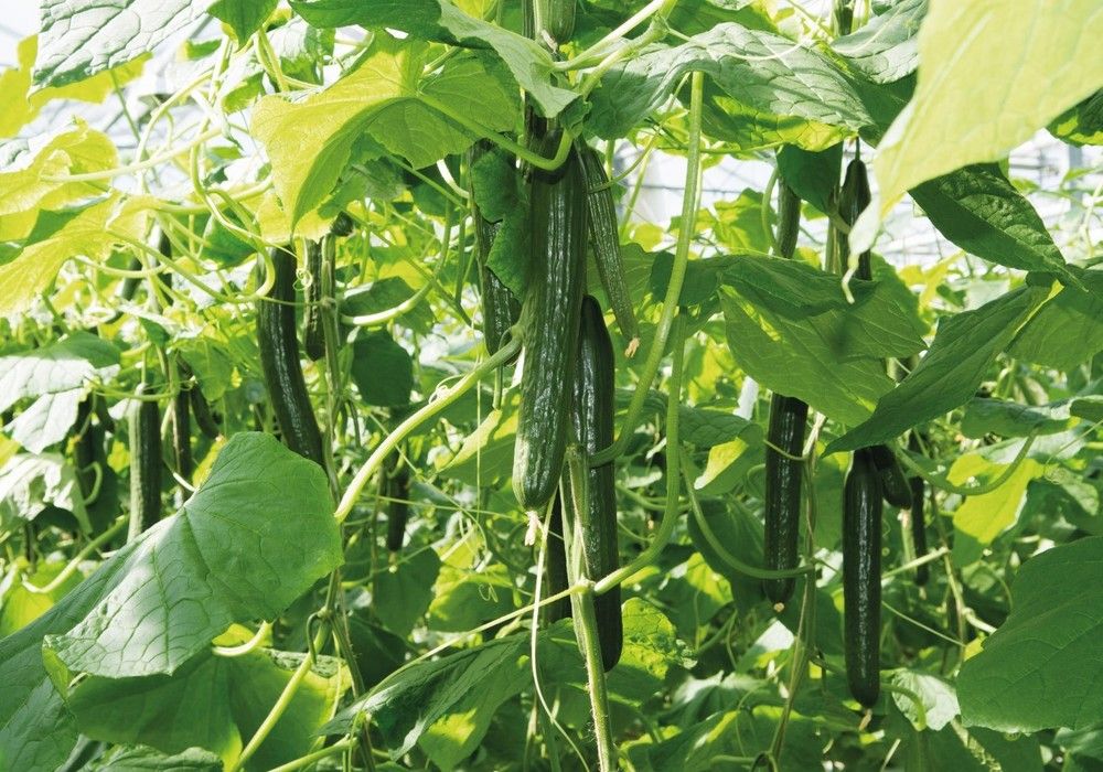 Trips, pulgón y araña: los tres desafíos de la horticultura almeriense