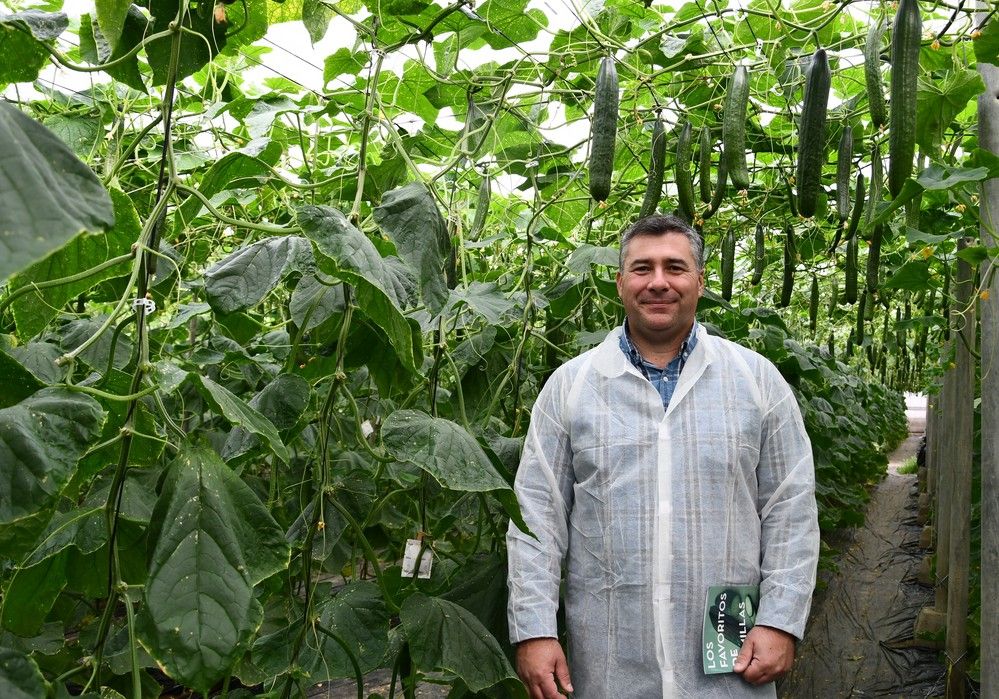 Helsinki, el pepino holandés con cinco resistencias de Semillas Fitó
