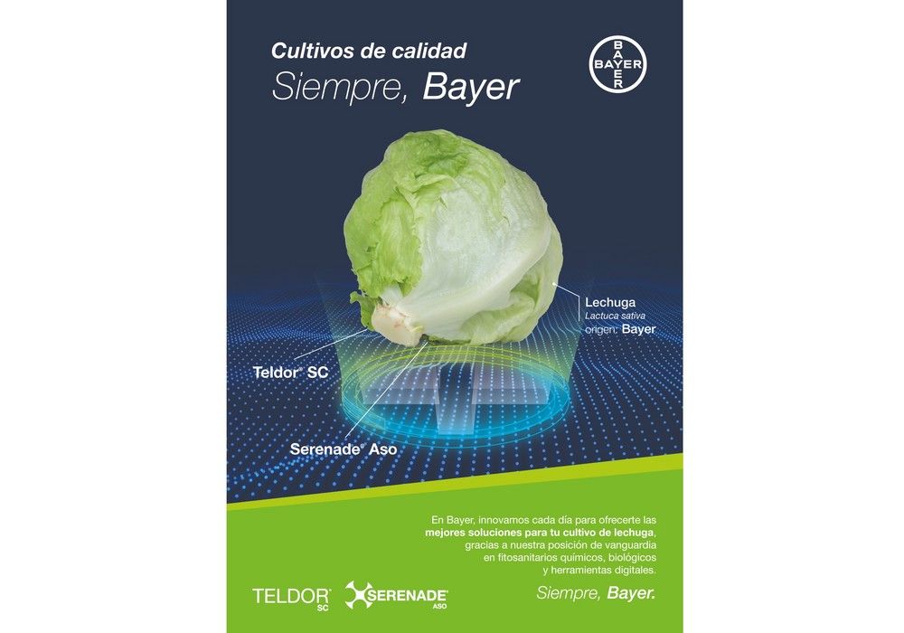 Serenade® Aso y Teldor®, soluciones fungicidas de Bayer para alargar la vida útil del cultivo de la lechuga