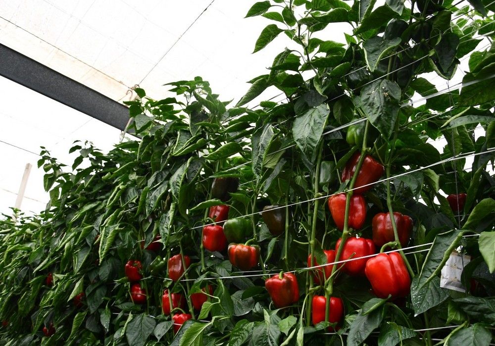 Ariete, de Sur Seeds, conquista a los agricultores del Poniente con su buen calibre, precocidad y un llamativo color rojo Ferrari