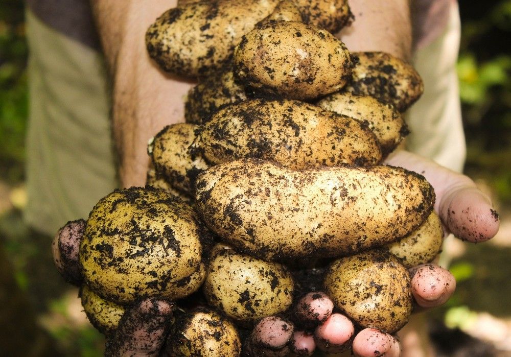 La exportación hortofrutícola española aumentó en enero un 1% en volumen y un 6% en valor