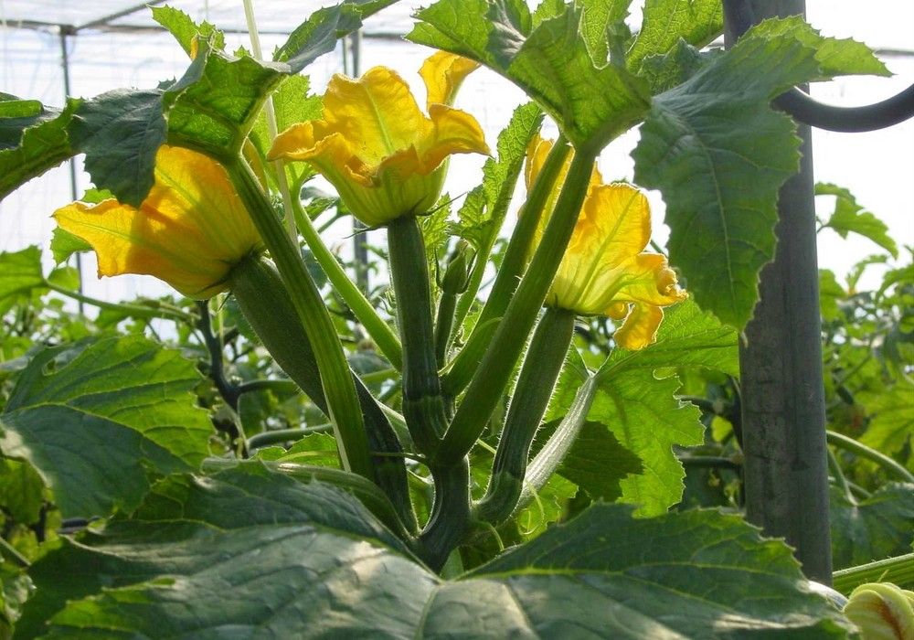 HORTYFRUTA activa la Extensión de Norma para berenjena larga, berenjena rayada y calabacín verde