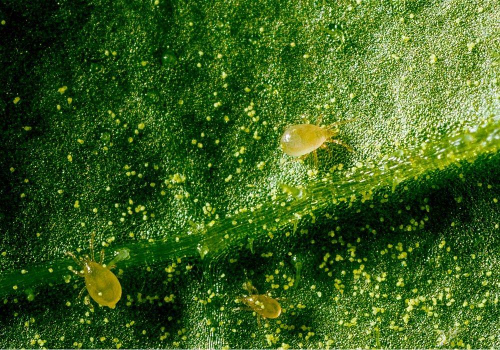 El control biológico en primavera facilita la protección frente a plagas en el próximo ciclo de invierno