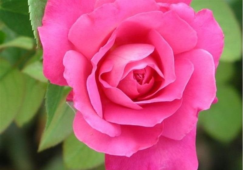 La importación española de flor y planta sube un 3,5% en enero