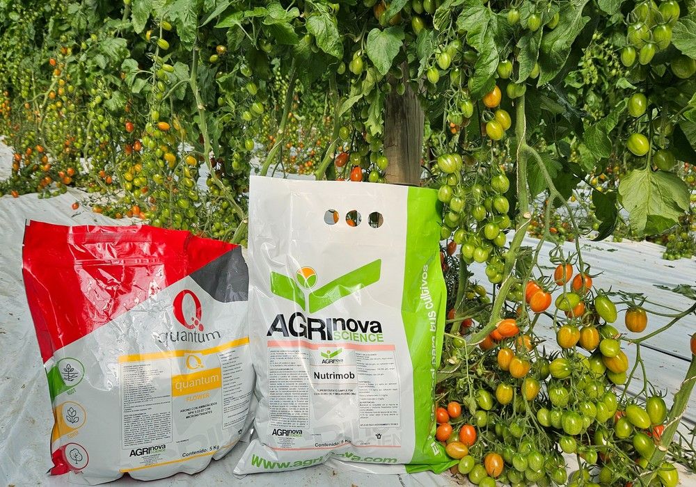 Incrementa la floración y cuajado de tu cultivo con Quantum Flower