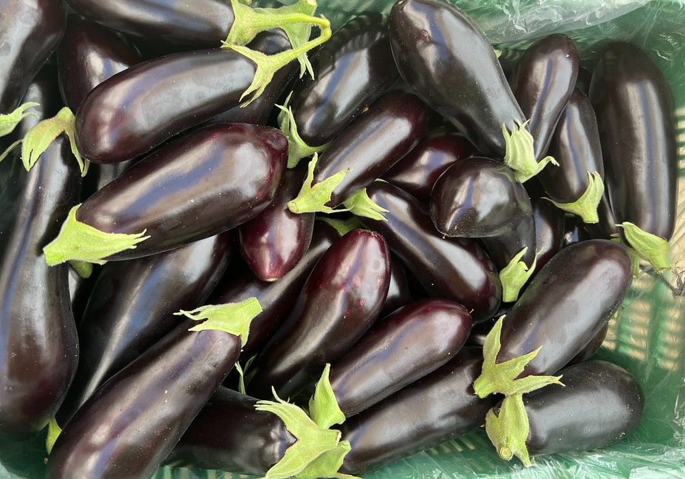 La berenjena larga/negra de segunda categoría vuelve al mercado