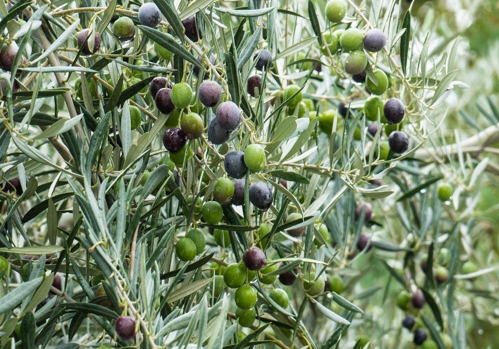 Las exportaciones andaluzas de aceite de oliva han crecido un 80,6% durante el mes de enero de 2024