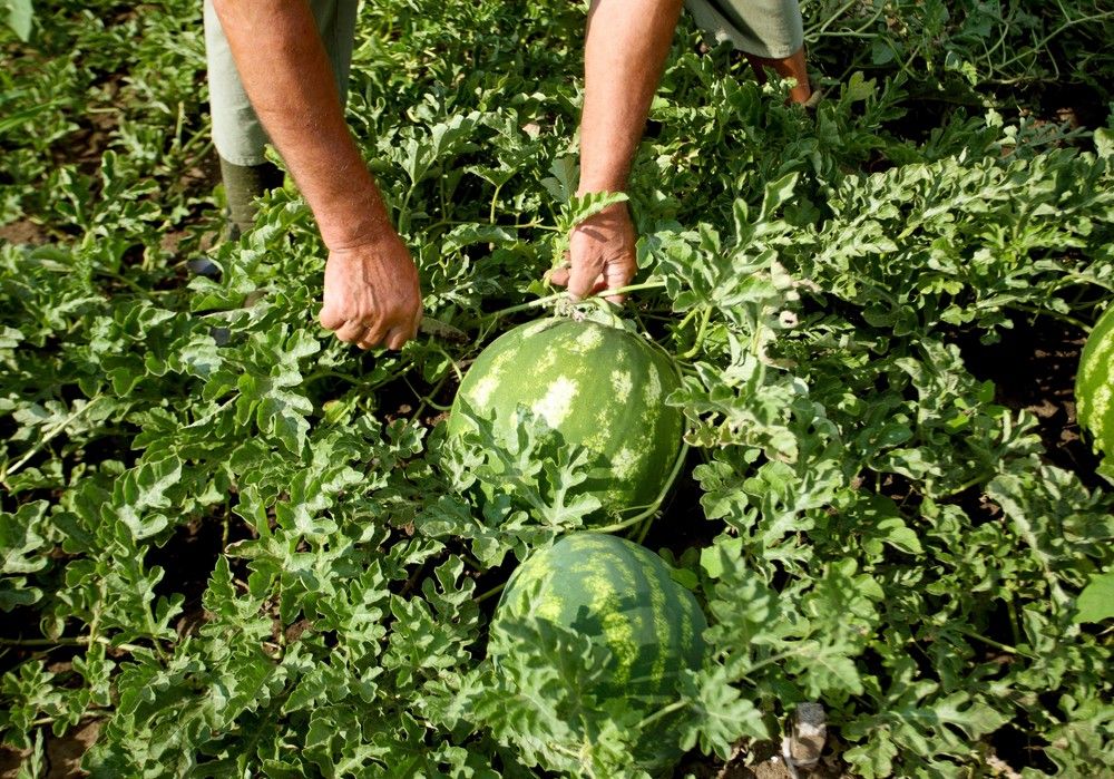 COAG Almería pide a la Delegación de Agricultura mayor hincapié sobre el control de sandía y melón de terceros países que llega a los almacenes de Almería