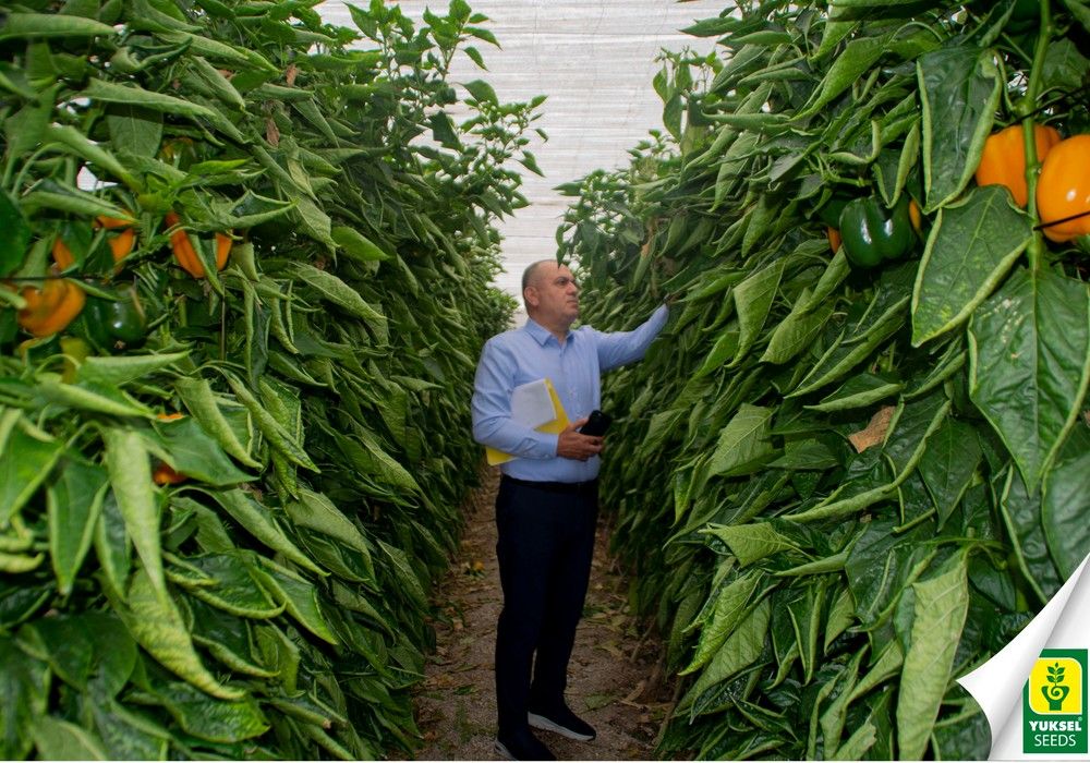 ''En Yuksel Seeds ofrecemos una amplia gama con variedades de tomate resistentes al virus del rugoso protegiendo así el rendimiento del agricultor''