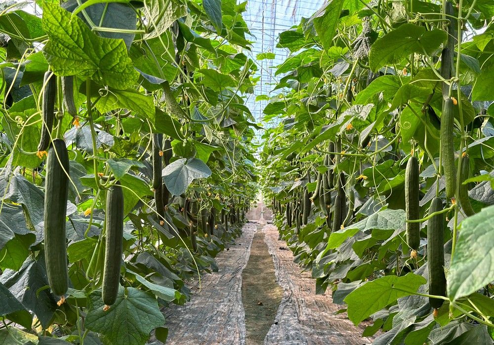 Semillas Fitó completa su oferta de pepino holandés  Re-Resistente con Nairobi, Helsinki y Abeto