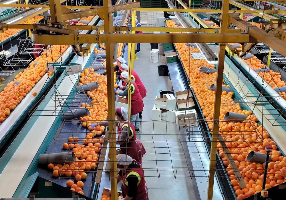 Green Fruits aumenta sus ventas un 12 por ciento y obtiene un beneficio de 1,4 millones de euros