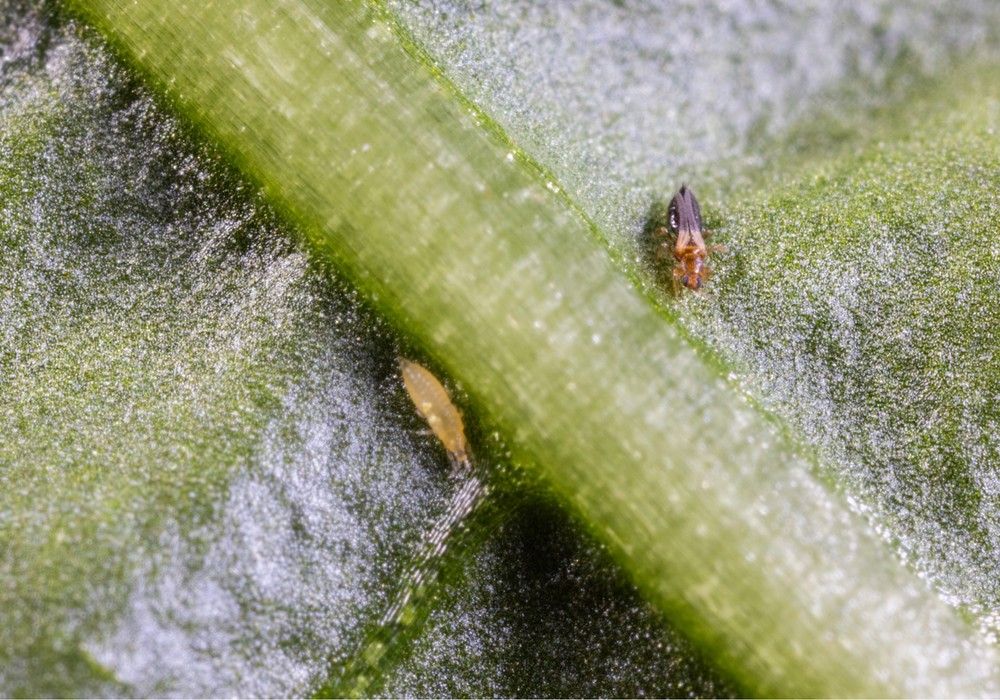 Koppert vence al Thrips parvispinus con dos nuevas soluciones biológicas