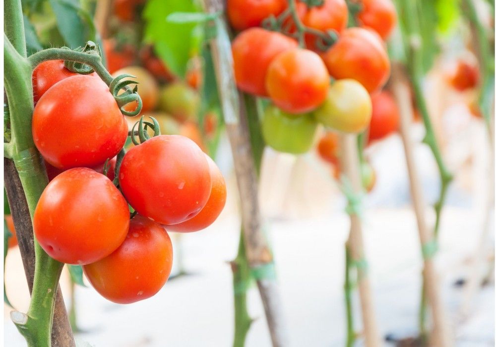 COAG participa en la reunión del Grupo de Contacto de Tomate del Comité Mixto FH entre Francia, España e Italia