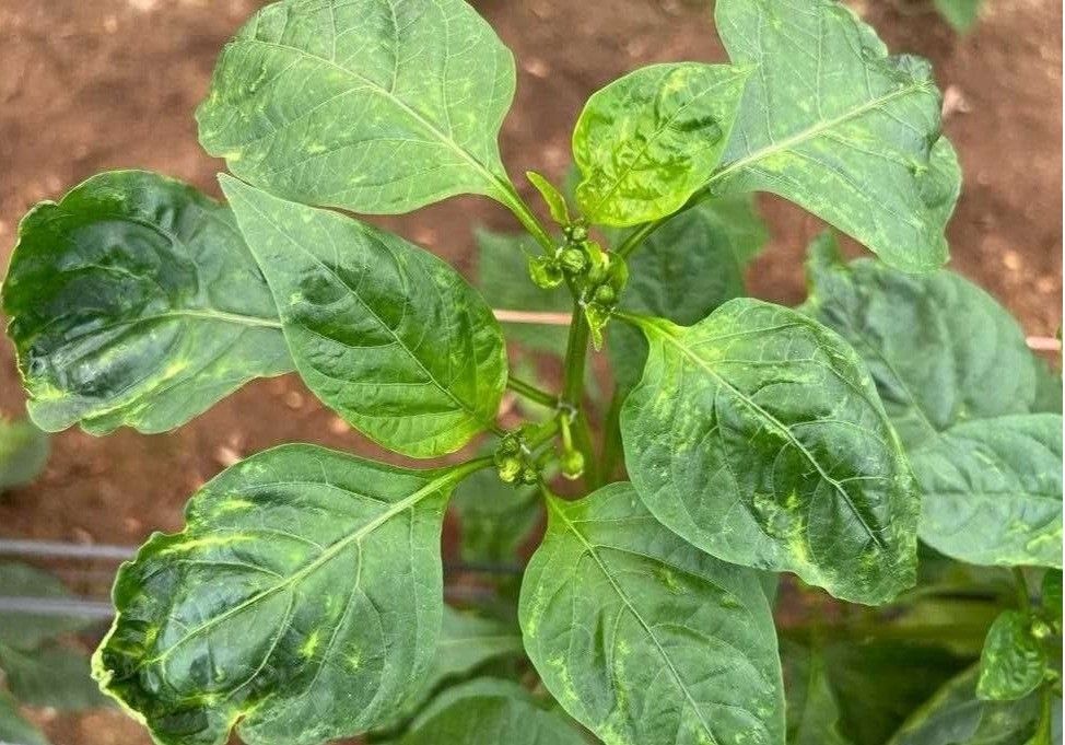 El Ministerio de Agricultura y Agroseguro eliminan la cobertura de virosis de cultivos bajo plástico para los nuevos agricultores y los jóvenes