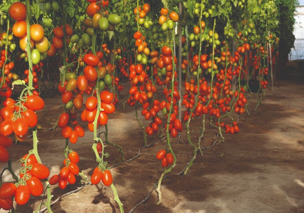 Meridiem Seeds da Batalla contra el virus del rugoso