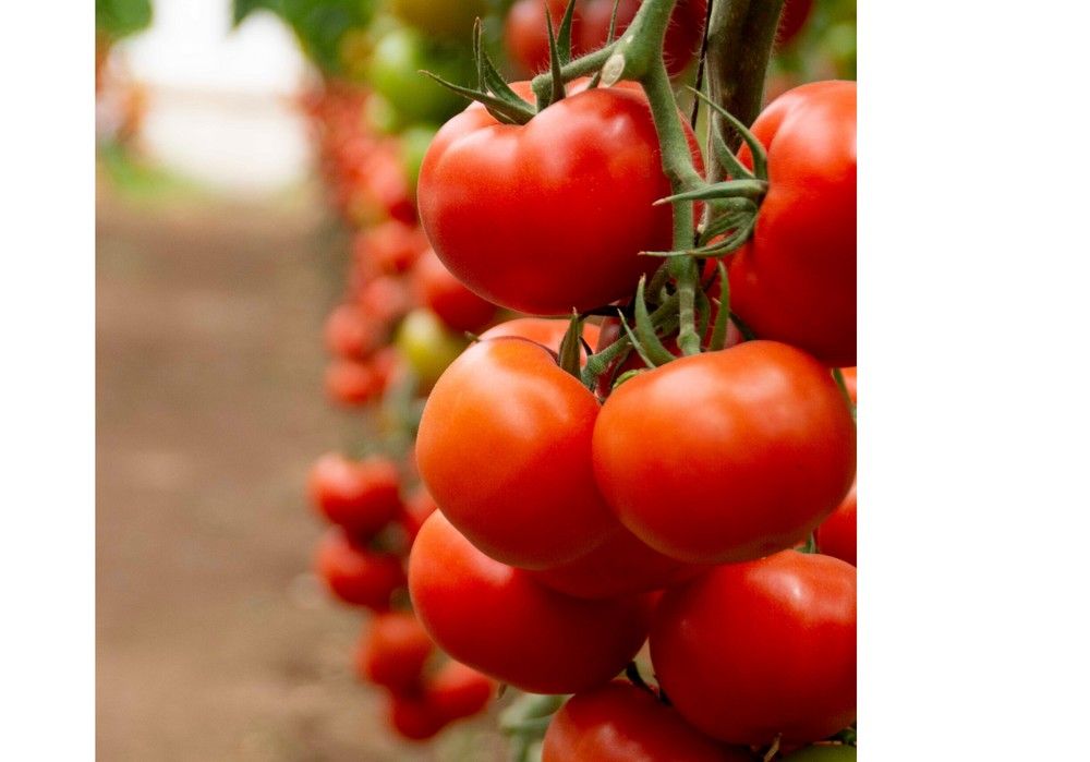 Yuksel Seeds lleva a Expolevante sus novedades en tomate frente al virus del rugoso