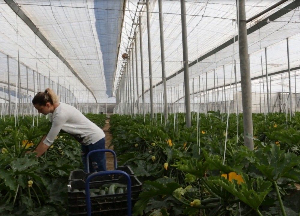La Junta solicita al Ministerio una corrección de  la reducción de módulos para el campo andaluz