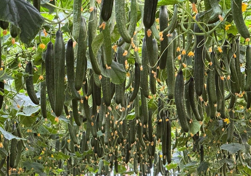 Lezo, Campeador y Bazán inauguran el catálogo de pepino Almería de SUR SEEDS