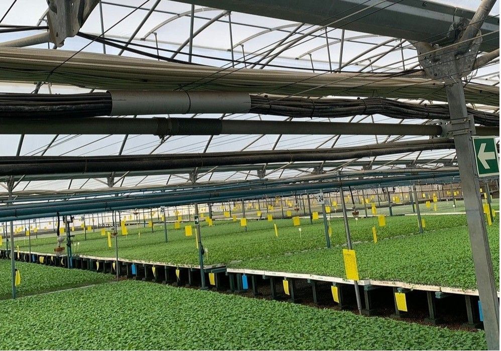 Ginegar ofrece productos nuevos con efectos innovadores pensando en la mejora del cultivo