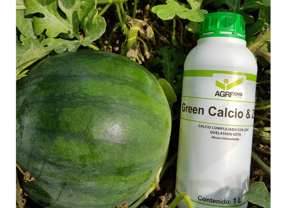 Mayor asimilación y movilidad del calcio en planta con Green Calcio Zinc