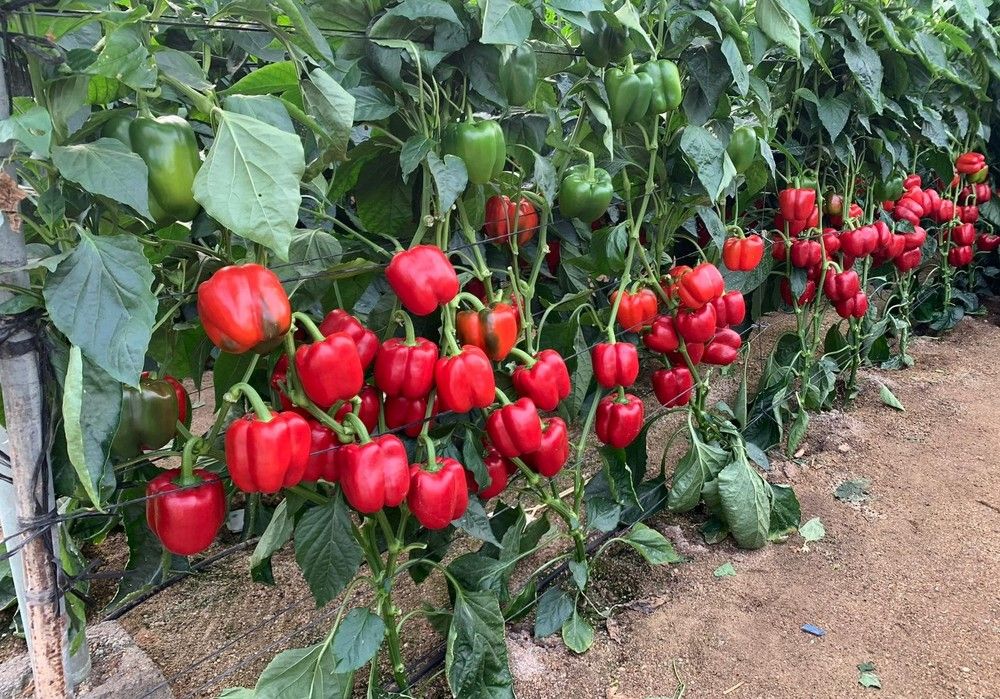 El mejor manejo del pimiento de la mano de Fitosur, referente en el Poniente con 30 años de experiencia