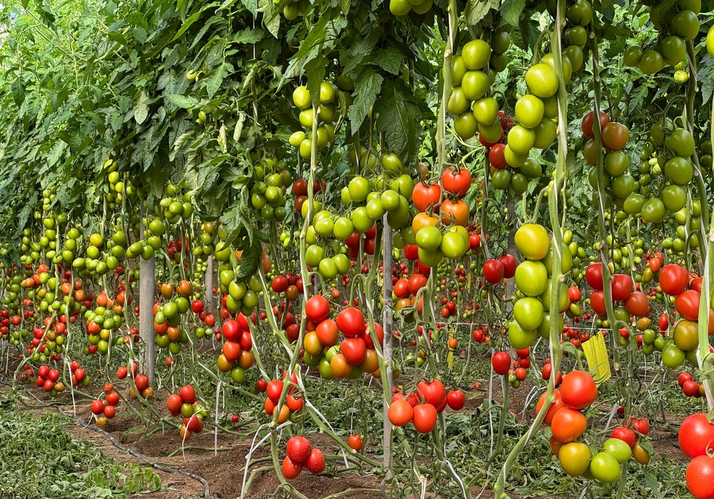 Tomate BRACO, resistente por naturaleza