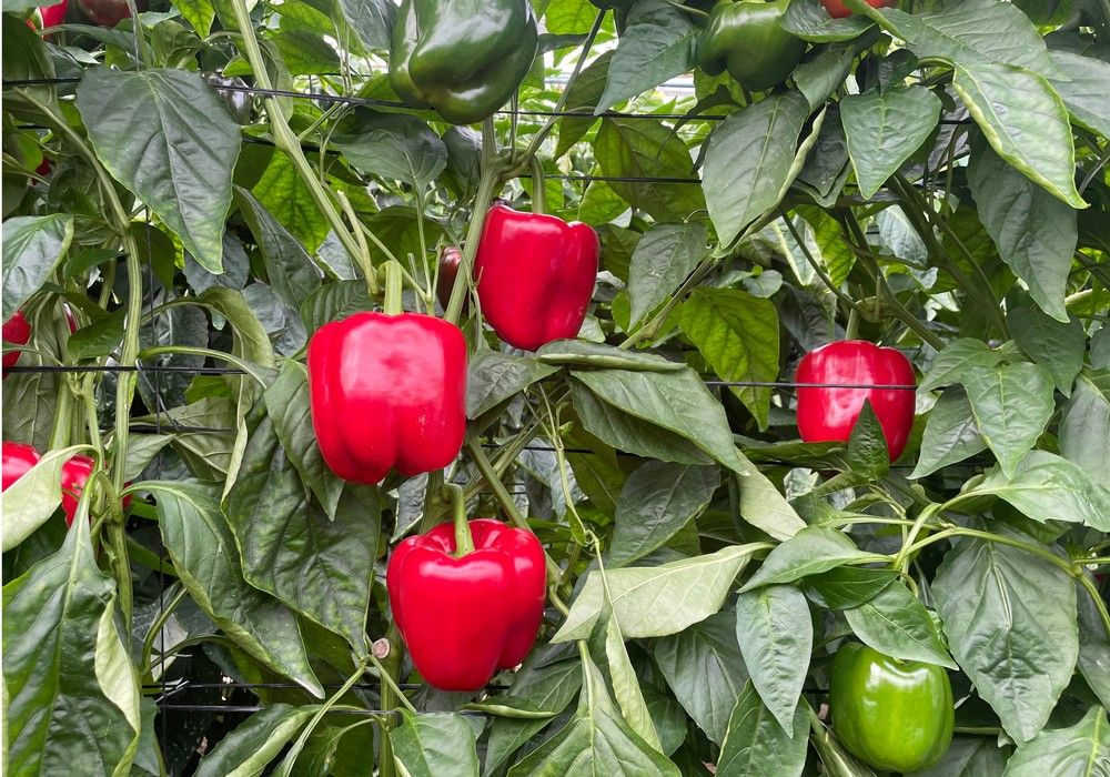 Victoriano en rojo y Ambarino en amarillo llegan con calidad, sanidad y producción